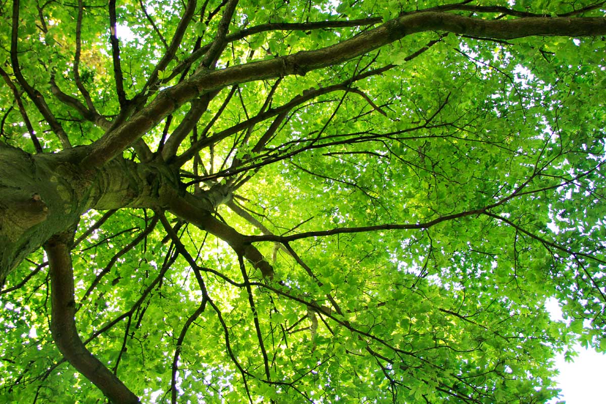 bomen